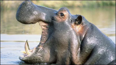 Combien de morts l'hippopotame fait-il par an ?