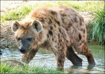 Quand un homme se fait mordre par une hyène, bien que la morsure soit peut profonde, il meurt. Pourquoi ?