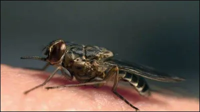 Quelle maladie provoque la piqûre de la mouche tsé-tsé et quels en sont les symptômes ?