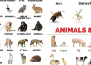 Test Quel animal te correspond ?