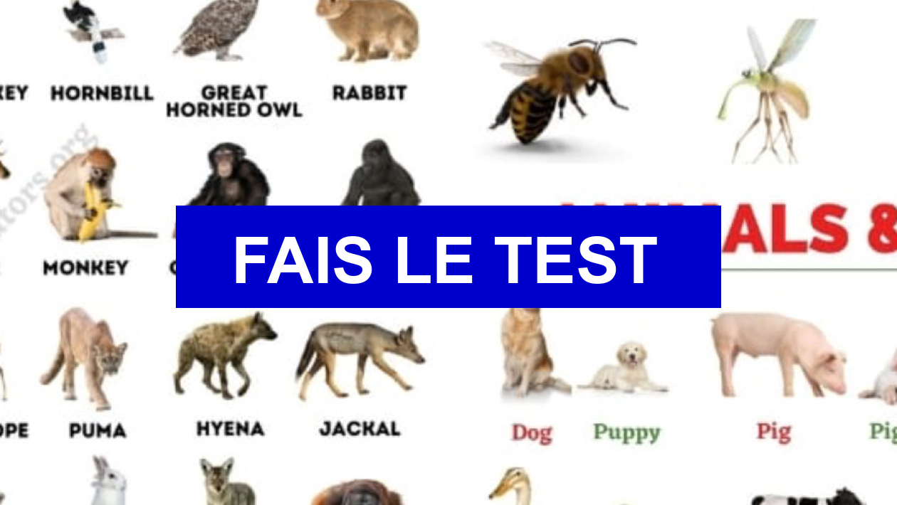 Test de personnalité Quel animal te correspond