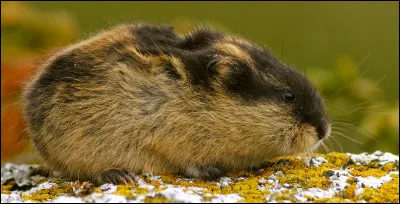 Quel est ce petit rongeur des régions arctiques, originaire de Norvège vivant dans les toundras ?