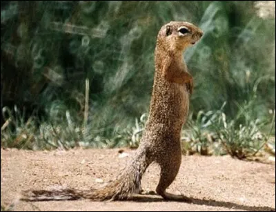 Quel est ce petit rongeur d'Afrique proche de l'écureuil qui vit en solitaire dans le désert ?
