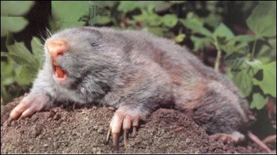 Quel est ce rongeur de Chine, un hamster-taupe adapté la vie souterraine ?