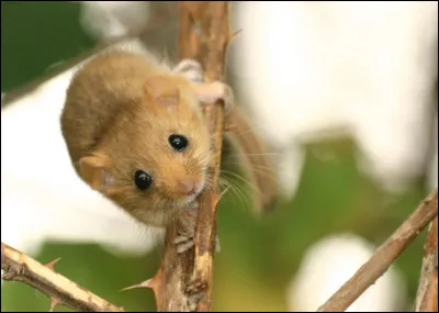 Quel est ce petit rongeur d'Europe, un animal qui hiberne pendant 6 mois de l'automne au printemps ?
