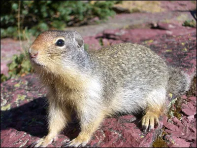 Quel est ce rongeur d'Eurasie et d'Amérique du Nord, un écureuil à petite oreilles et à abajoues ?
