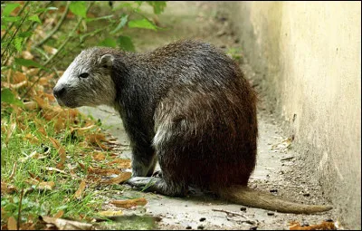 Quel est ce rongeur nocturne des Antilles et des Bahamas qui ressemble à un gros rat ?