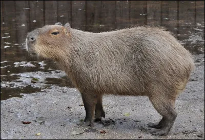 Quel est cet animal semi-aquatique d'Amérique du Sud, le plus gros rongeur du monde pouvant atteindre 66 kilos ?