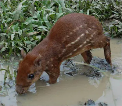 Quel est ce gros rongeur d'Amérique tropicale vivant près des cours d'eau ?