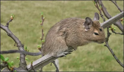 Quel est ce petit rongeur du Chili vivant dans la cordillère des Andes ?