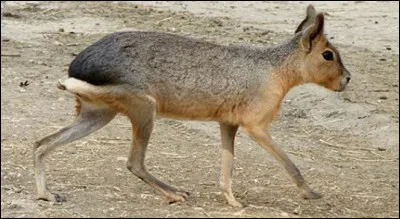 Quel est ce rongeur endémique d'Argentine, dénommée lièvre de Patagonie ?