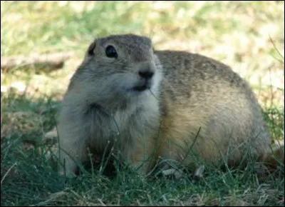 Quel est ce rongeur du Canada et des États-Unis qui a des abajoues de grandes tailles s'ouvrant sur l'extérieur ?
