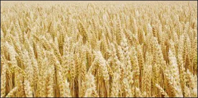 Que cultive-t-on pour faire des pâtes ?