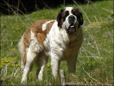 Quelle est cette race de chien ?