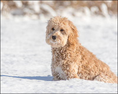 Quelle est cette race de chien ?