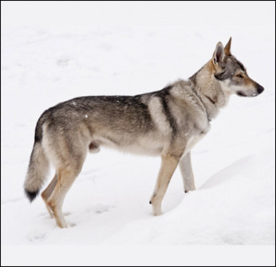 Quelle est cette race de chien ?