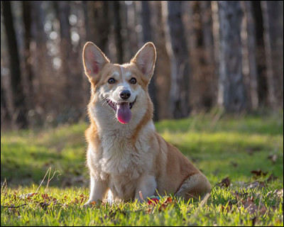 Quelle est cette race de chien ?