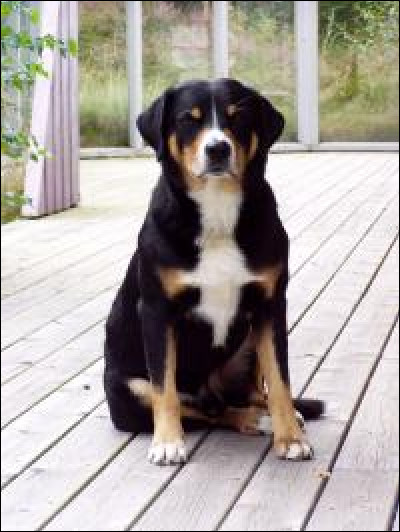 Quelle est cette race de chien ?