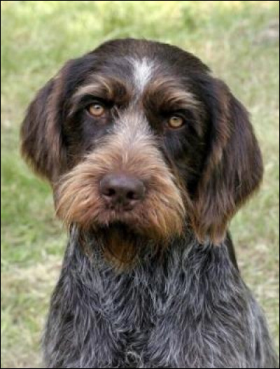 Quelle est cette race de chien ?