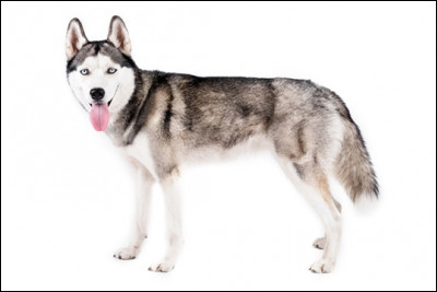 Quelle est cette race de chien ?