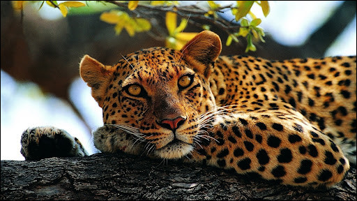 Le jaguar est...