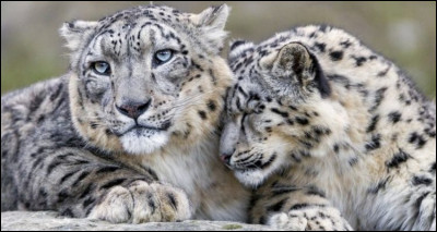 La panthère des neiges est...