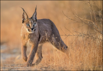 Le caracal est...
