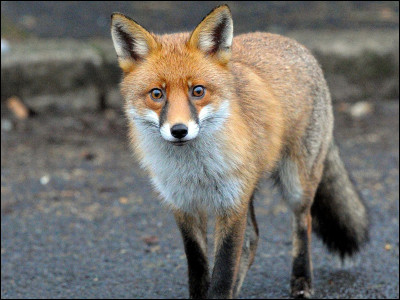Le renard est...