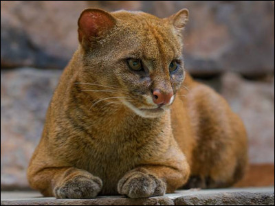 Le jaguarondi est...