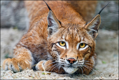 Le lynx est...