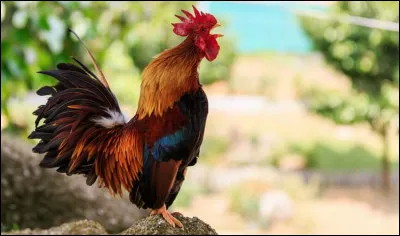 Quel animal as-tu chez toi ?