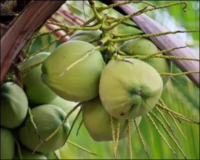 Cette noix-là est plus grosse et il n'est pas conseillé d'être en dessous lorsqu'elle tombe. Sa chair blanche est appréciée en pâtisserie et confiserie. Quel est son nom ?