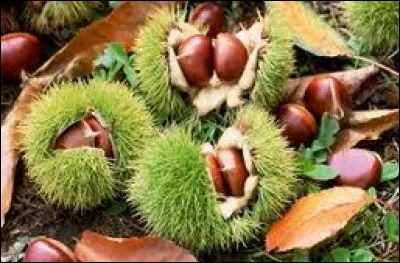 À quelle saison se ramassent les châtaignes ?