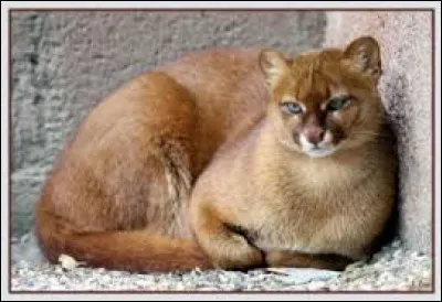 Le jaguarondi est-il un canidé ?