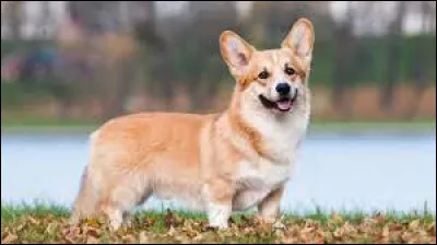 Ce chien est-il de la race Welsh Corgi Pembroke ?