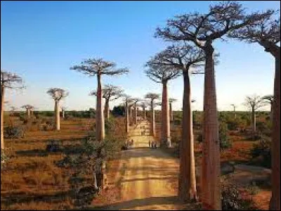 Où se trouve l'allée des Baobab ?