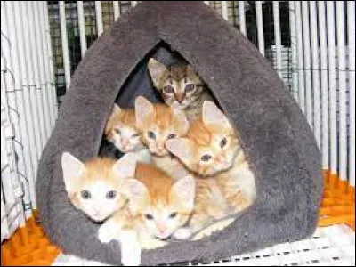 Combien ont-il eu denfants ?