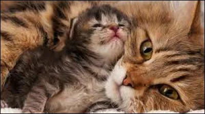 Lequel de leurs enfants a les pattes arrières paralysées ?