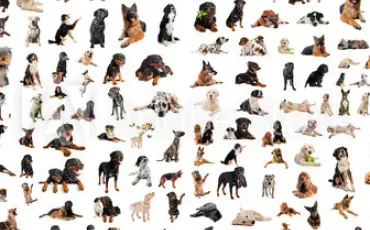 Quiz Races de chiens
