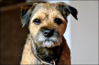 Et ce petit chien est un...