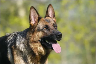 Quel est ce beau chien ?