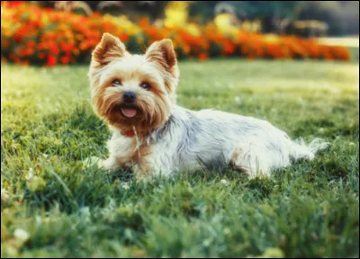 Quel est ce petit chien ?