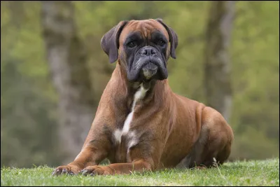 Et ce chien est un...