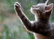 Quiz Quand le chat n'est pas l, les souris dansent