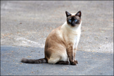 En quelle année a été découvert la race du siamois ?