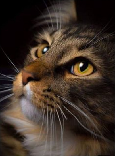 Le chat est un canidé car il possède des canines :