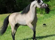 Quiz Bovids ou quids ?