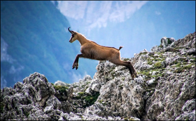 Le chamois est...