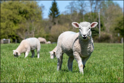 Le mouton est...
