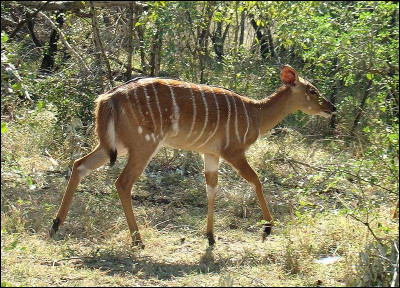 Le nyala est...